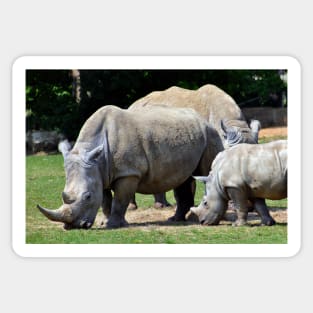 Southern White Rhino Rhinoceros Sticker